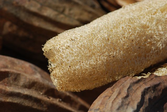 Luffa aegyptiaca